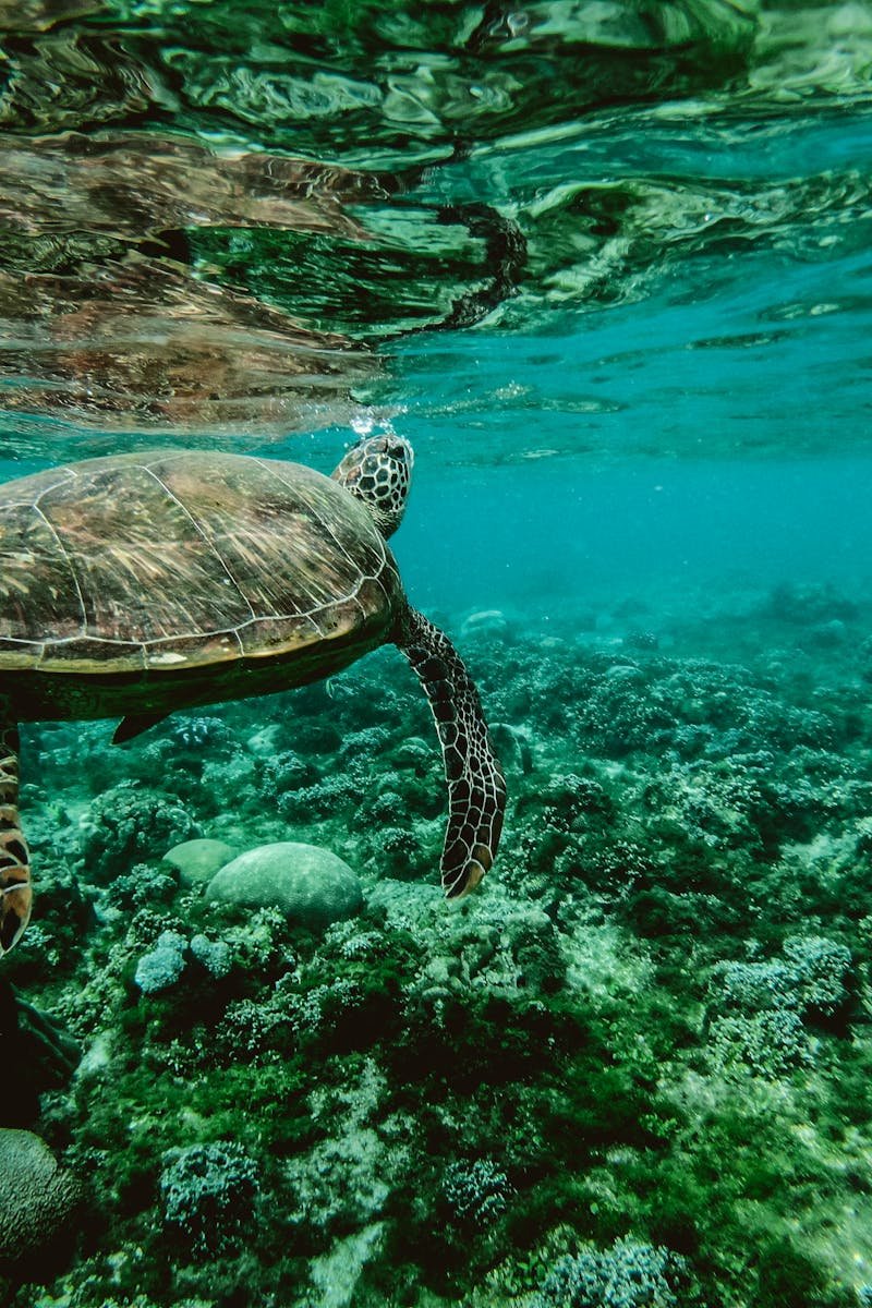 Explore the beauty of a sea turtle gliding through a colorful underwater coral reef.