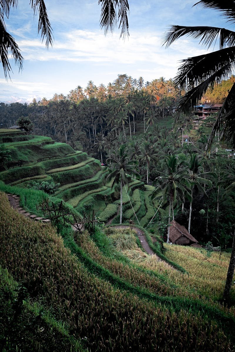 Capture of vibrant rice terraces and coconut trees in Ubud, Indonesia.
