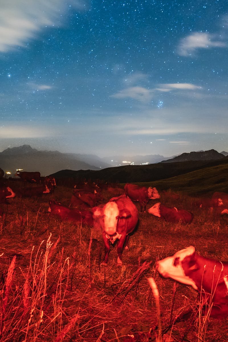Cows resting in a meadow under a vibrant starry sky, illuminated by a red light.
