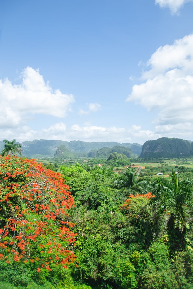 Amazing scenery of vast mountainous Vinales Valley covered with lush tropical greenery beneath clear blue sky