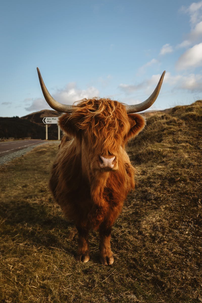 Close-up of a Highland cow on the Isle of Skye, Scotland, with scenic backdrop.