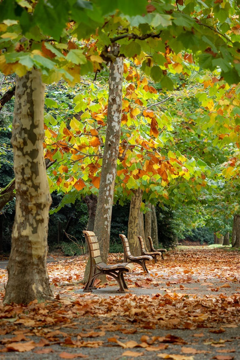 Peaceful autumn walkway in Shinjuku Gyoen with fallen leaves and empty benches.