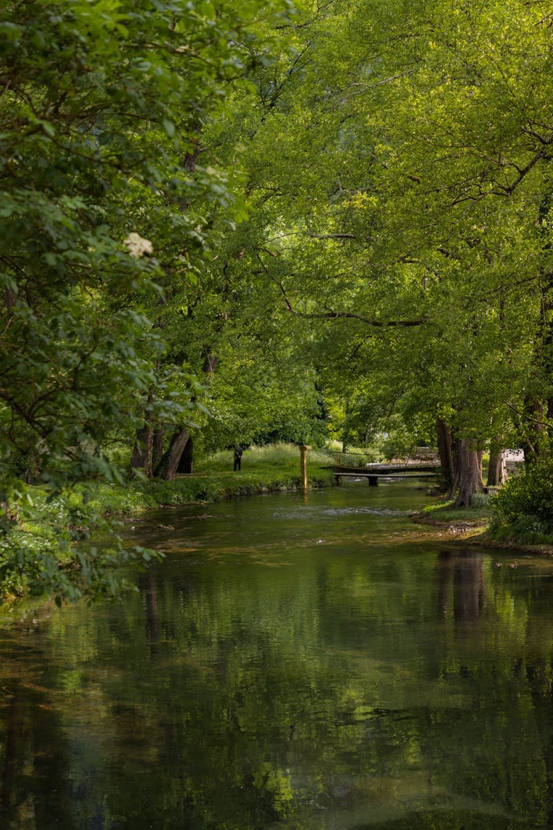 Explore the peaceful river surrounded by lush green forest in Vrelo, Serbia. Nature's tranquility captured.
