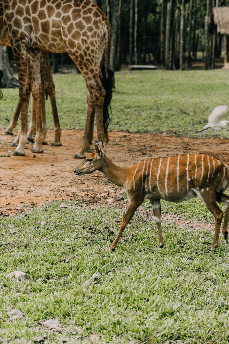 Nyala and giraffes roaming in a lush wildlife sanctuary.