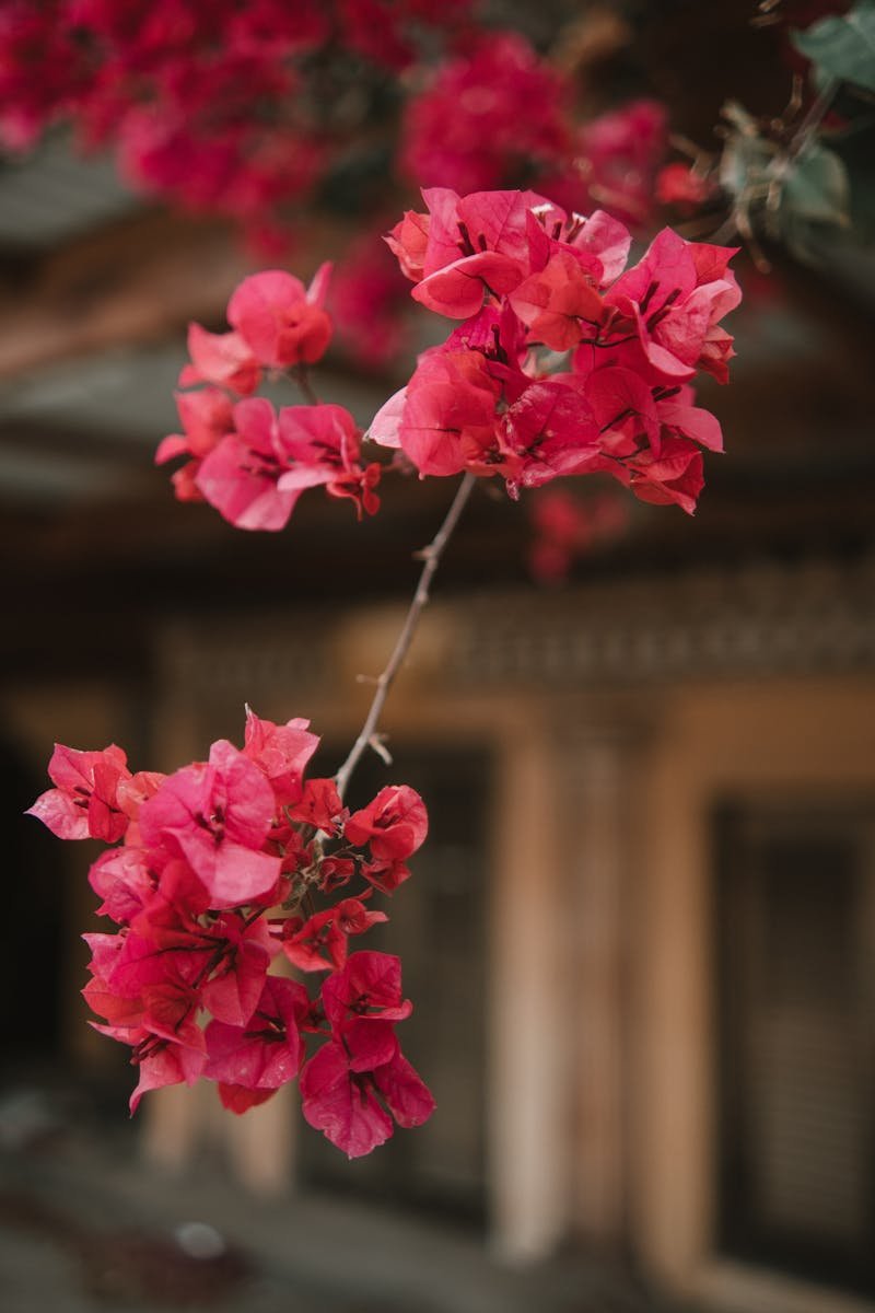 Close-up of bright bougainvillea flowers on a Cyprus street, evoking spring and urban nature.
