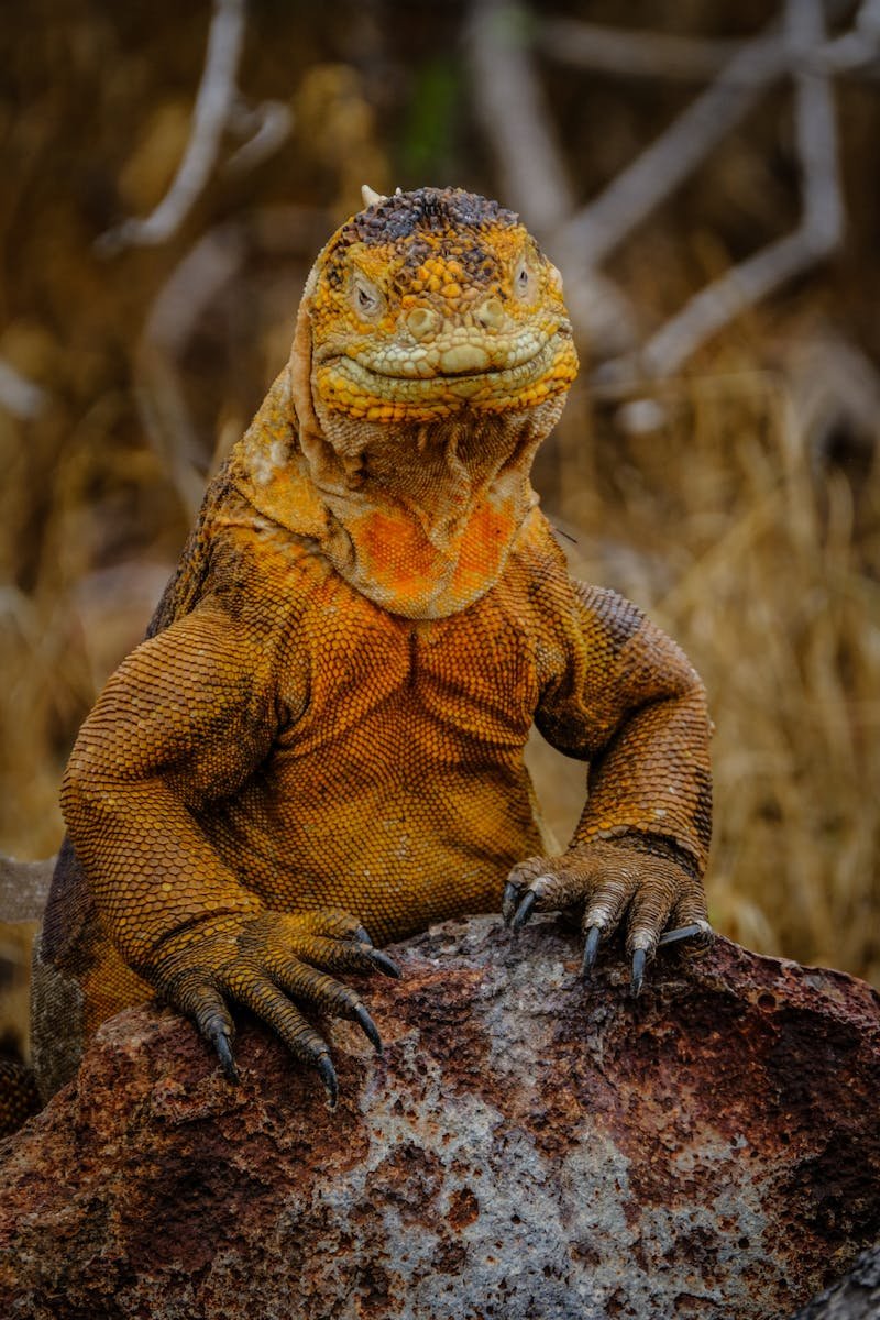 Vivid image capturing a yellow iguana perched on a rock, showcasing its majestic scales and wild habitat.