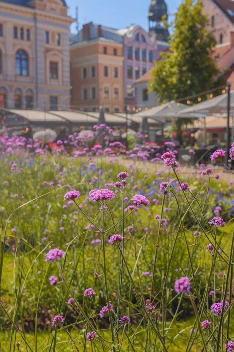 Vibrant flower garden in Old Riga, Latvia with historical architecture.