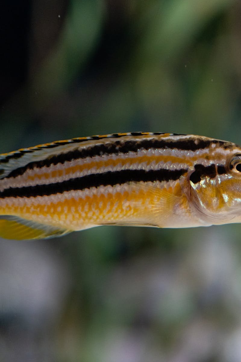 Vibrant close-up of an African Cichlid with striking stripes swimming in a blurred aquarium background.