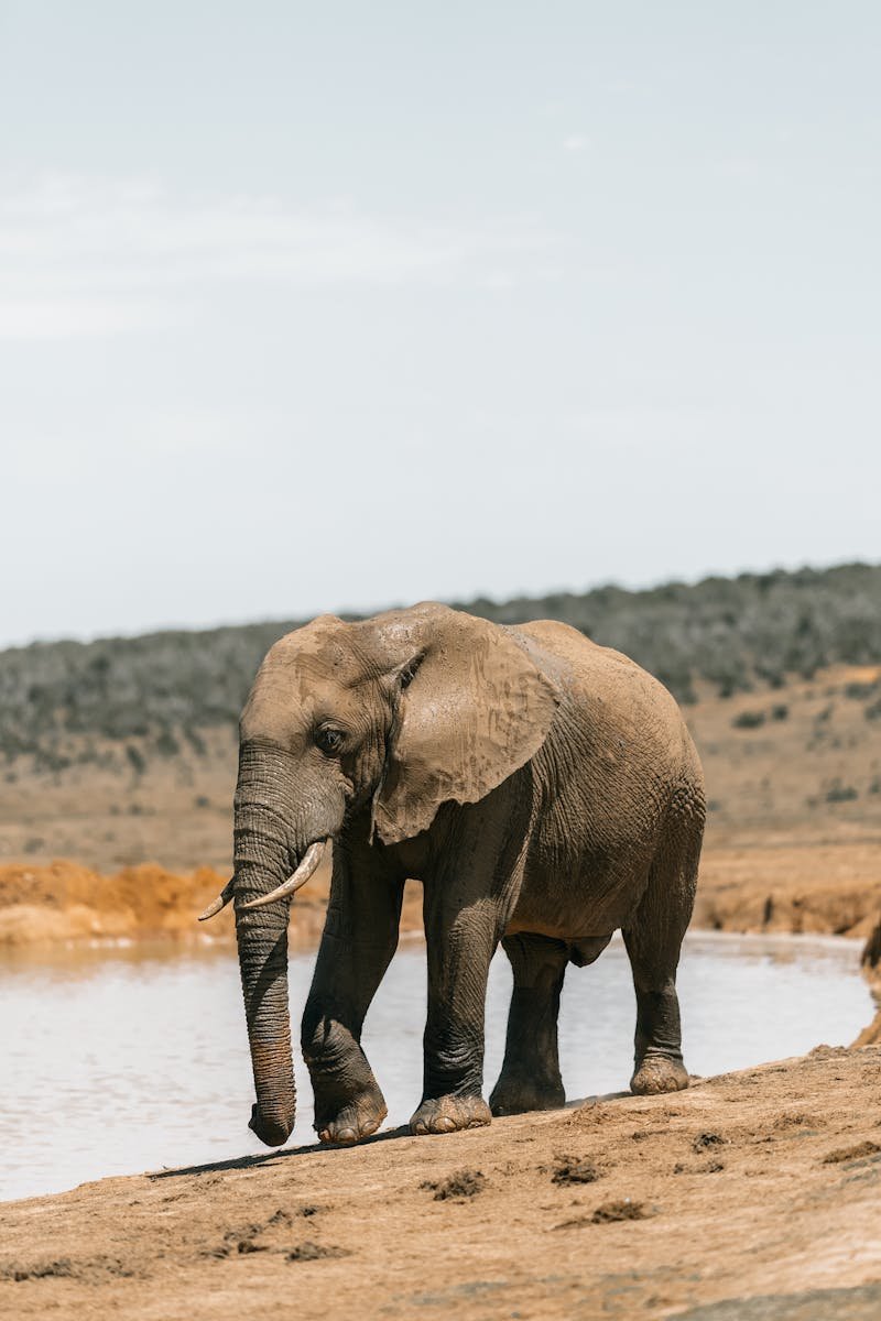 African elephant strolling by a watering hole in South Africa's savannah landscape.