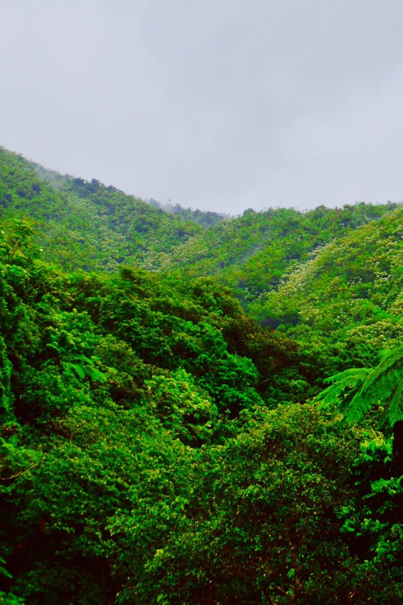 Lush green mountains and dense forest of El Yunque in Puerto Rico on a foggy day.