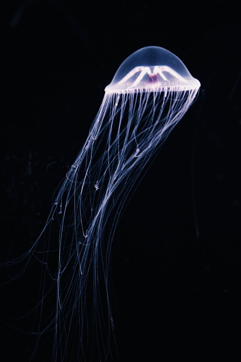 A mesmerizing view of a jellyfish floating gracefully with long tentacles in the dark ocean depths.