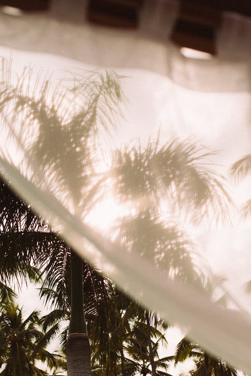 Palm trees seen through white curtains on a sunny day in a tropical setting.