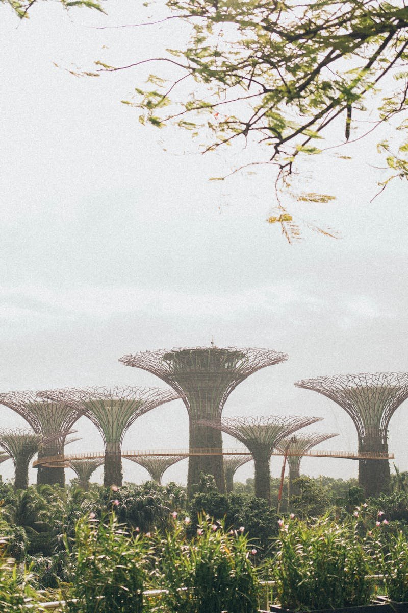 Explore the majestic Supertree Grove at Gardens by the Bay, a must-visit in Singapore.