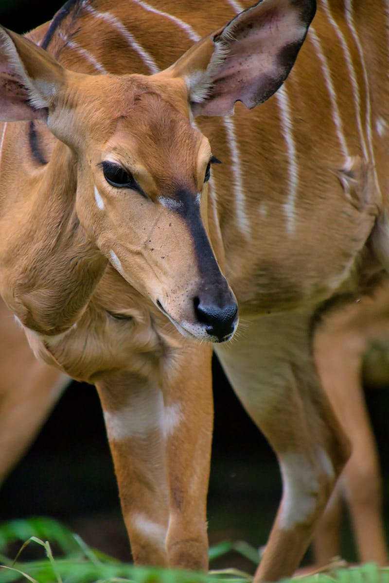 Graceful nyala antelope captured in vivid detail amidst natural surroundings.
