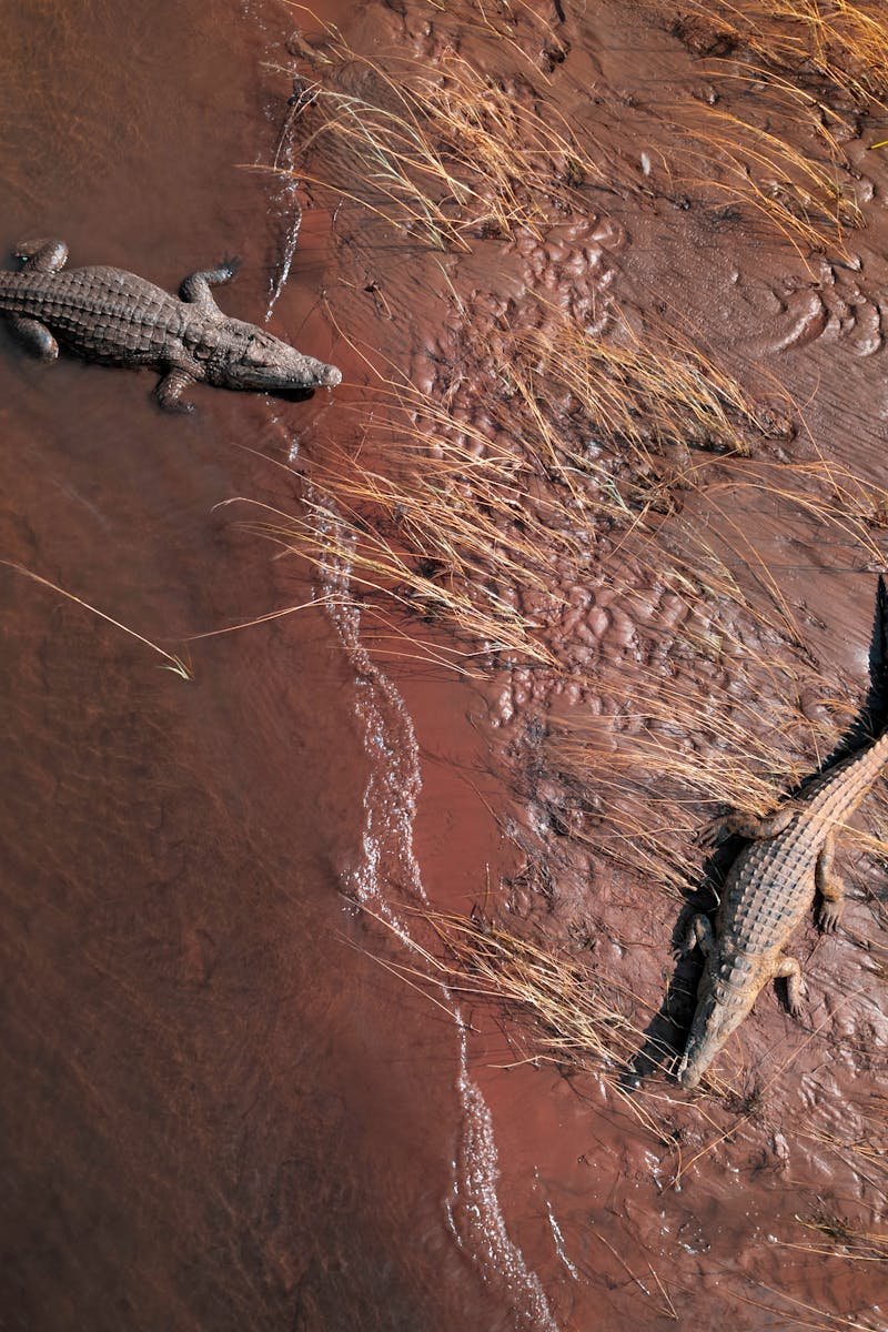Two crocodiles resting on the muddy riverbank of the Zambezi River in Zambia, captured in an aerial view.