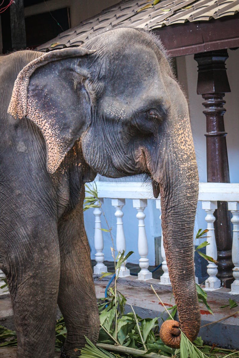 A majestic Sri Lankan elephant feeding outdoors by a temple structure, showcasing its natural habitat.